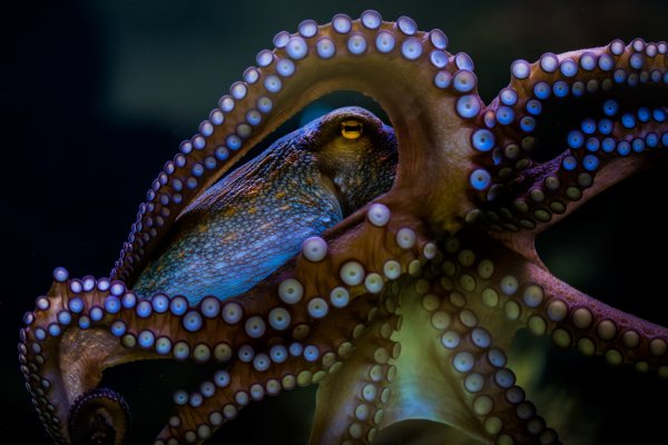 Kraken18 at
