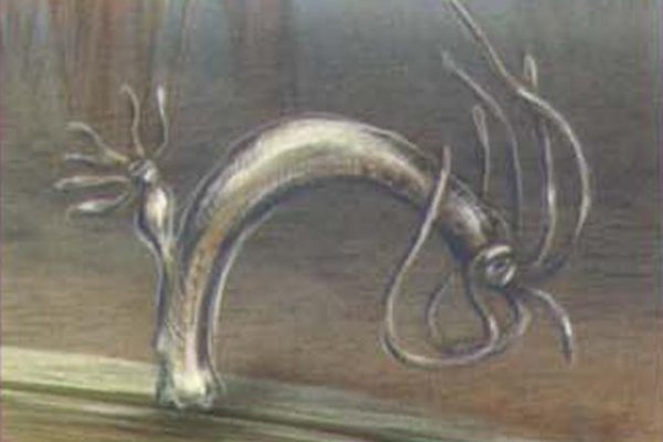 Kraken whitenet sliv php