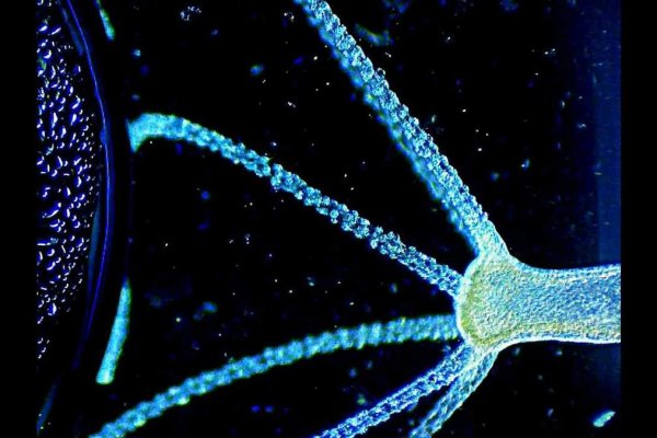 Kraken маркет whitenet только через tor
